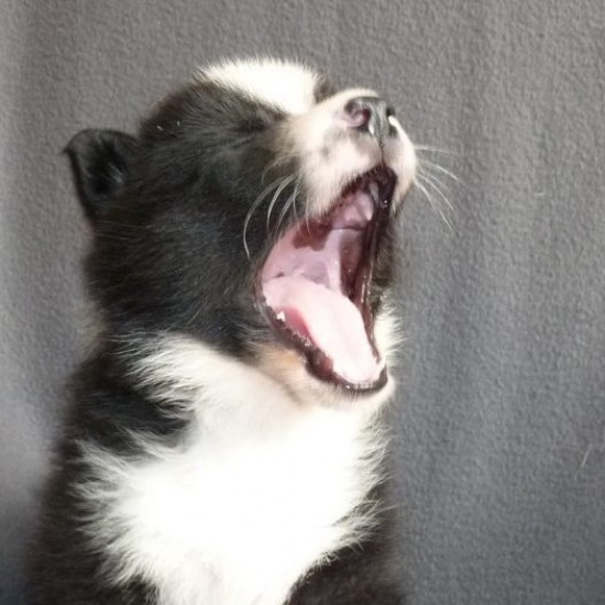 Karelski pies
